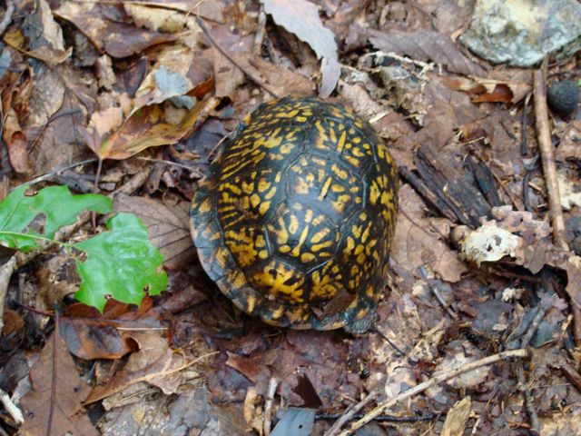 Box Turtle by Tuscarora/GET near Gore, VA | Great Eastern Trail